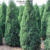 金葉榆價(jià)格、塔檜價(jià)格、碧桃價(jià)格、猥實(shí)價(jià)格