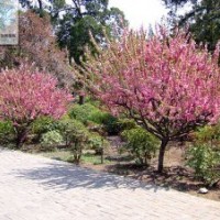 迎春花、榆葉梅、紅瑞木、珍珠梅、平枝荀子