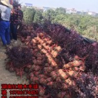 供應湖南40-50冠的紅桎木毛球，杜鵑球，湖南紅葉石楠小球