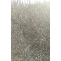 出售各規格綠化花灌木