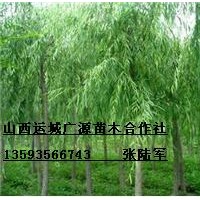 6、7、8公分垂柳出售
