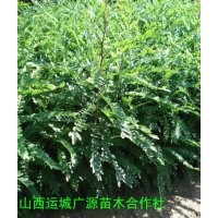 皂角苗出售、50公分以上皂角苗出售