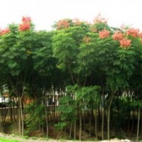 欒樹苗木各種規格都有包成活