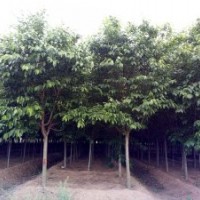 7-9公分早櫻花單櫻花青島抬頭園林櫻花樹苗價格優惠