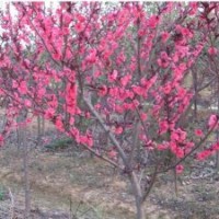 河南紅葉碧桃價(jià)格，紅葉碧桃基地，紅葉碧桃