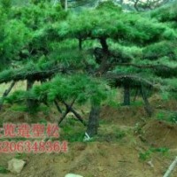 供應胸徑15公分造型黑松5層冠樹形優美
