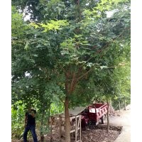 供應造型桃樹 映山紅 五角楓 廣玉蘭