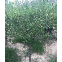 現有400棵左右野生紅梅出售