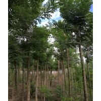 苗木供應信息國槐2__7公分,白蠟2__7公分