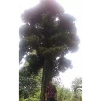 批發一棵“重量級”國內羅漢松，樹齡約500年以上，
