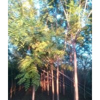 大量供應國槐、欒樹