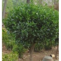 基地批發常綠耐寒綠化苗木大葉黃楊冬青球各種規格齊全球形好