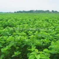 桑樹小苗 櫻花小苗、紫荊、紫薇、廣玉蘭
