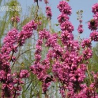 紫荊小苗、紫薇小苗、廣玉蘭、白玉蘭、紫玉蘭、黃玉蘭