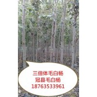 山東冠縣毛白楊基地，供應8公分毛白楊