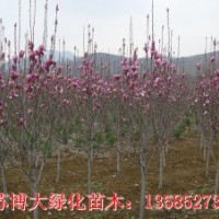 紅白黃紫玉蘭、烏桕、國(guó)槐、黃槐，垂槐、刺槐、香花槐
