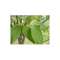 供應堅果樹苗 八角樹苗 玉桂樹苗 茴香樹苗 肉桂樹 百香果樹苗 平