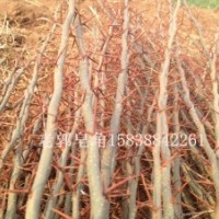 供應皂角樹苗 當年苗 兩年苗