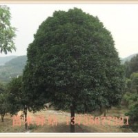各種規格的桂花