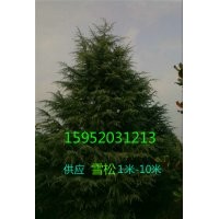 5米一級雪松苗價格，5米雪松報價