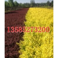 供應(yīng)40-50金葉女貞價(jià)格【0.13元】金葉女貞綠籬苗價(jià)格【量大價(jià)低