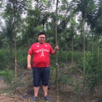 山東肥城大量供應(yīng)2-10公分老式國(guó)槐