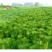 供應白皮松40公分，油松，量大