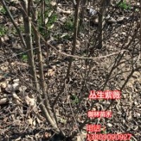 大規格玉蘭，桂花，紫薇，法桐，銀杏