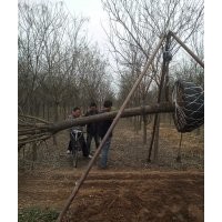 滄州綠茵苗圃大量出售各種規(guī)格國槐，