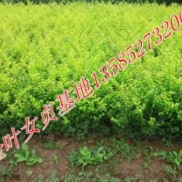40-50公分高金葉女貞價(jià)格，批發(fā)價(jià)直銷金葉女貞綠籬苗價(jià)格，江蘇