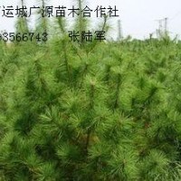 4米油松低價出售