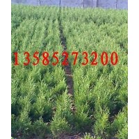 30公分高蜀檜價格，40公分高蜀檜價格，50公分高蜀檜價格