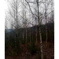 供應4-8公分白樺