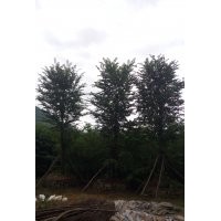 青檀樹(shù) 8公分青檀樹(shù)