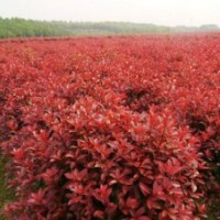 紅葉李價格行情，上海虹碩苗圃基地直銷批發