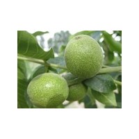 大量供應山西運城紙皮核桃
