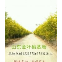 聊城高唐金葉榆金枝槐供應