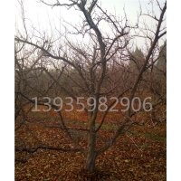 觀果樹山楂樹，桃樹，鈣果樹苗，棗樹，石榴樹，柿子樹已成趨勢？