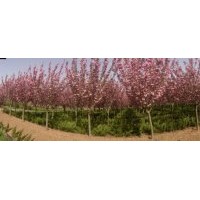 櫻花 10－12CM 優質樹種