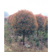 常年供應(yīng)各種規(guī)格香樟.桂花.羅漢松.廣玉蘭.樂昌含笑.紅花木蓮.紅