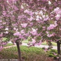 供應(yīng)各種規(guī)格櫻花，紫荊，花石榴