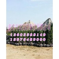 龍柏柱苗木供應