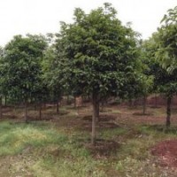 廣西融安供應(yīng)10公分11公分12公分桂花樹