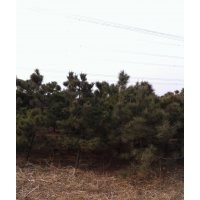 白皮松，黑松，華山松