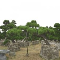 0005號精品造型黑松日本進口3年以上培植會所景觀樹