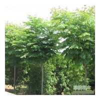 欒樹基地,大規格欒樹,低價欒樹,欒樹質量服務