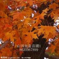 供應五角楓、白蠟