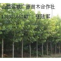 5、6公分法桐大量低價(jià)出售