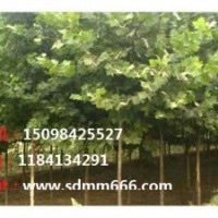 供應1-40公分毛白楊，107速生楊，國槐