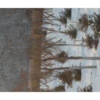 五角楓，九角楓，皂角，蒙古礫，云杉